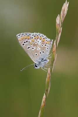 Hauchel-Bläuling - Rheindeich DIN Emschermündung - (22.07.2021)
