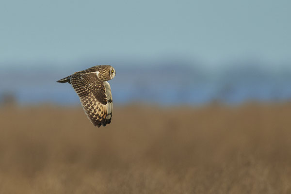 Nochmal zu den Sumpfohreulen - leider sehr scheu, immer so um die 100m um einen herum - (25.12.2020) - Belegfotos