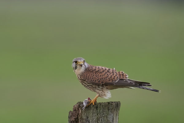 Turmfalke mit Maus 2