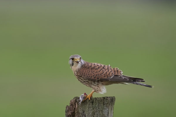 Turmfalke mit Maus 2
