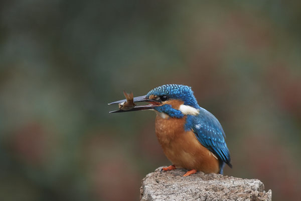Serie vom Eisvogelmann - heute im Garten - (25.11.2019)