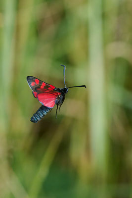 Sechsfleck-Widderchen