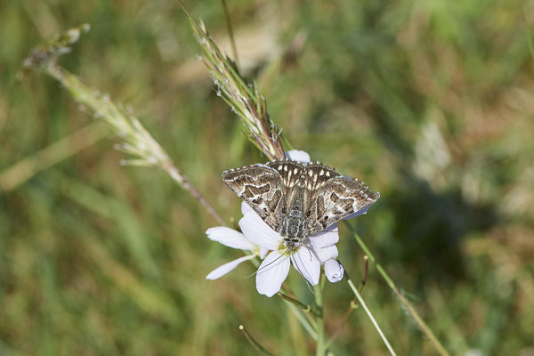 Scheck-Tageule -NL - (09.05.2022)