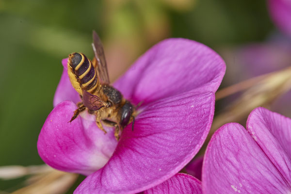 Nr.0765 - Megachile ericetorum / Platterbsen-Mörtelbiene - OB Zeche Sterkrade - 51°31`09.30" 6°50`16.06" - (19.06.2019)