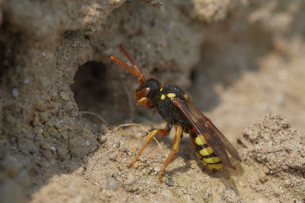 Nr.0158 - Dingdener Heide - 51°46`56.92" 6°40`27.75" - (09.04.2019)