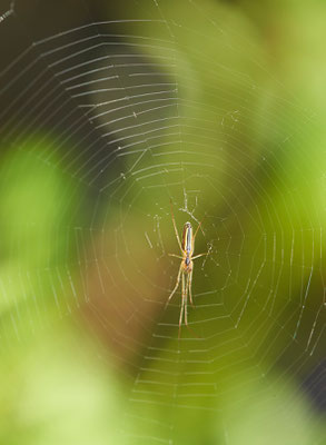 Streckerspinne