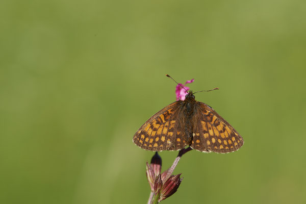 39 - ? - Vom 13.6. bis 20.6.2021 Urlaub im Allgäu