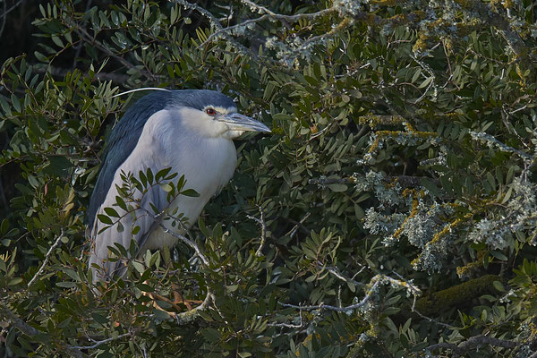 Nachtreiher ( Naturpark Albufera )