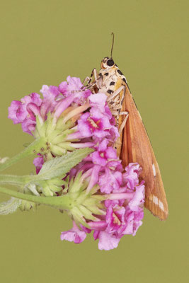 Spanische Flagge - Oberhausen im Garten - (11.08.2022)