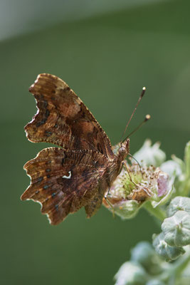 C-Falter - Hünxe - (25.06.2022)