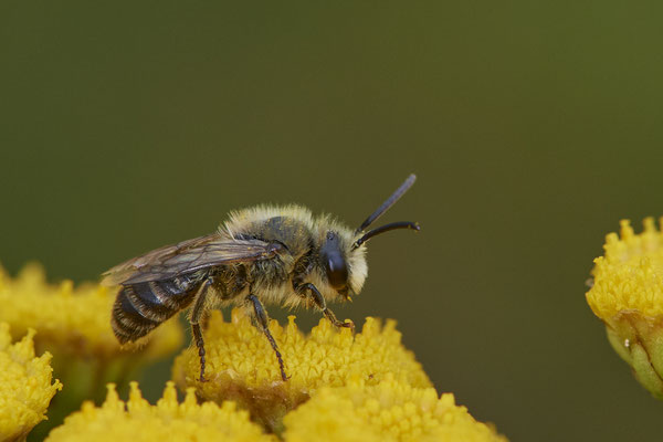 Nr.1081 - Colletes sp. w - WES Rheinbrücke Büdericher Insel - 51°38`40.99" 6°36`30.54" - (09.08.2019)