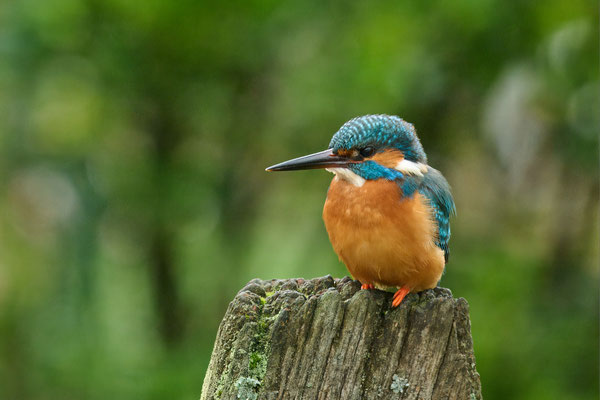Eisvogel