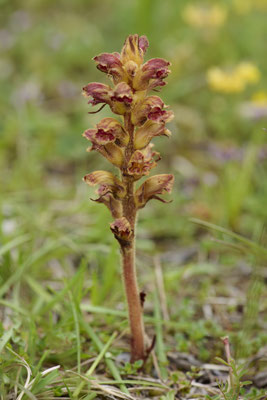Blutrote Sommerwurz - Orchideen-Urlaub im Allgäu vom 26.05. bis 09.06.2024