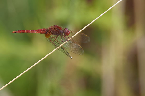 Feuerlibelle