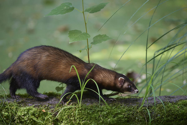 Iltis - Biotopwildpark Anholter Schweiz - (17.09.2020)