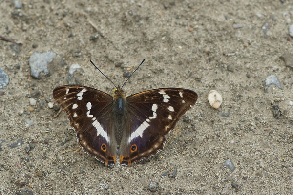 Großer Schillerfalter - Heute auf Schmetterlingstour - Rückseite Flugplatz Schwarze Heide - (25.06.2022)