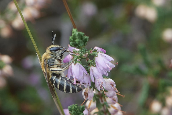 Colletes succinctus / Heidekraut-Seidenbiene - Haltern, Westruper Heide - 51°44`15.80" 7°14`18.99" - (27.08.2020)