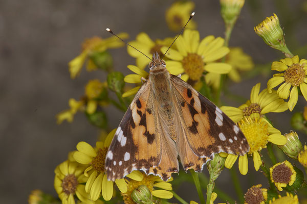 Nr.0691 - Vanessa cardui / Distelfalter - OB Neue Mitte 2 - 51°29`13.68" 6°53`13.28" - (16.06.2019)