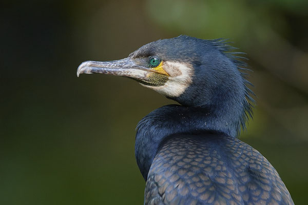 Kormoran - (19.05.2020)