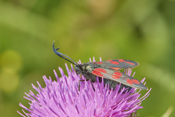 Sechfleck-Widderchen - NL - am Deich Pannerdensch Kanal- (27.06.2021)