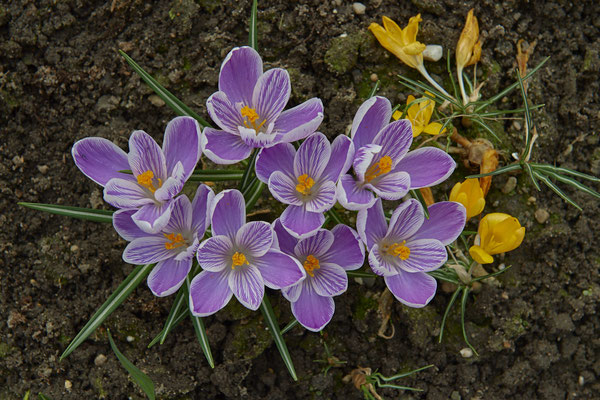 Krokus