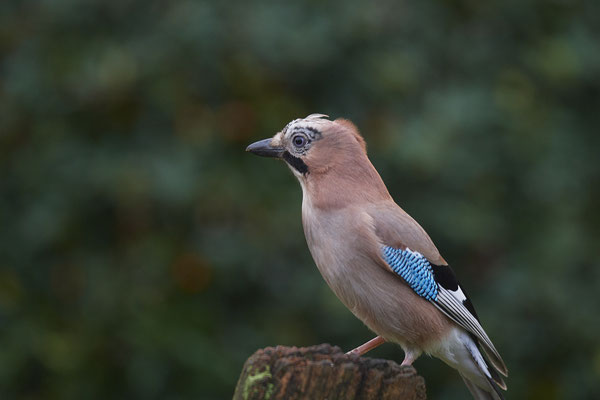 Eichelhäher auch er ist regelmäßig im Garten - (21.10.2019)