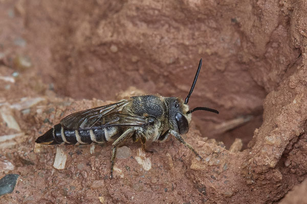 Gattung Coelioxys (Kegelbienen)