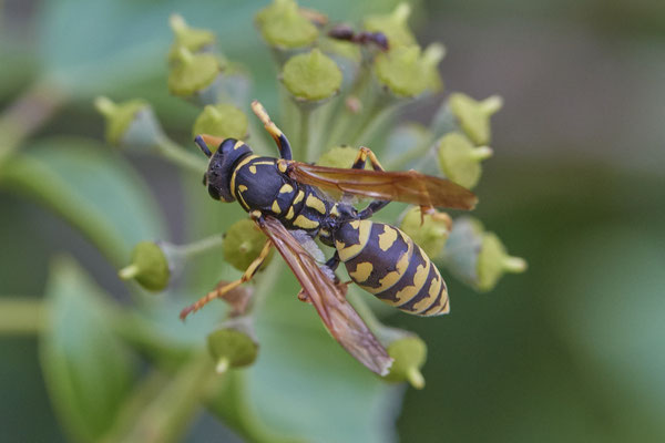 Nr. 03/13 - Gallische Feldwespe (Polistes dominula) - Dinslaken-Hiesfeld Kirchstraße gegenüber vom Mühlenmuseum ( 20.09.2018 )