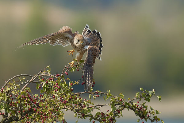 Turmfalke - Hat etwas entdeckt