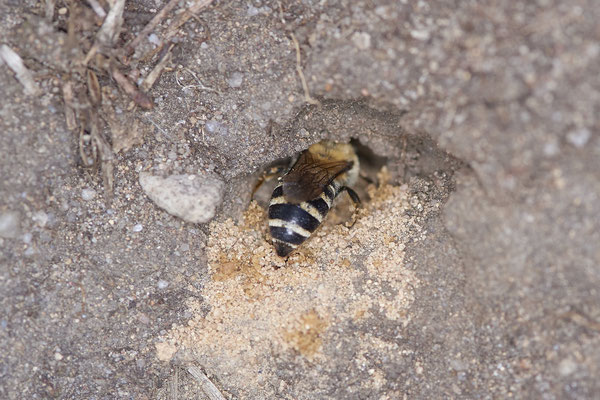 Nr.14/07 - Colletes hederae - 3 Nesthöhlen - OB Reinersbachtal: 51.530609, 6.861537 (12.10.2018)