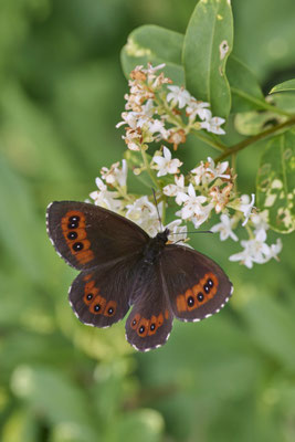 Weißbindiger Mohrenfalter