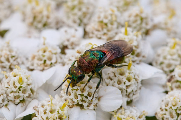 Hedychrum rutilans