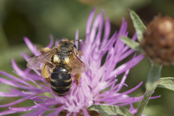Andrena flavipes / Gewöhnliche Bindensandbiene - Dinslaken Emschermündung - (18.08.2020)