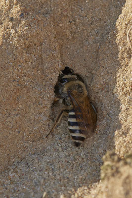 Nr.12/05 - Colletes hederae: Nesthöhle 1 von ca. >50 Nestern - OB Läppkes Mühlenbach (10.10.2018)