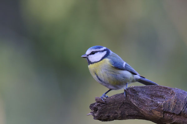 Blaumeise