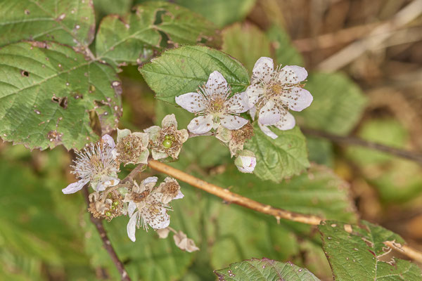 Brombeere Nachblüte im November - OB Brache Emscher