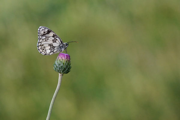Schachbrettfalter - (Urlaub im Allgäu / Bayern vom  08.06. bis 19.06.2025)