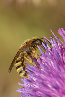 Nr.0822 - Halictus scabiosae / Gelbbindige-Furchenbiene - OB LMB - 51°29`11.55" 6°53`53.48" - (24.06.2019)