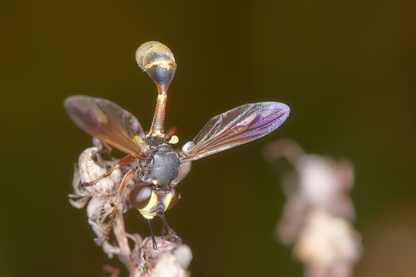Nr.0866 - Physocephala nigra / Dunkle Stieldickkopffliege - OB LMB - 51°29`11.55" 6°53`53.48" - (27.06.2019)