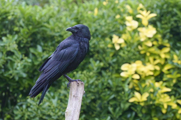 Rabenkrähe