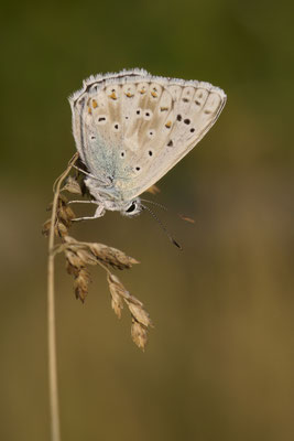 Silbergrüner Bläuling