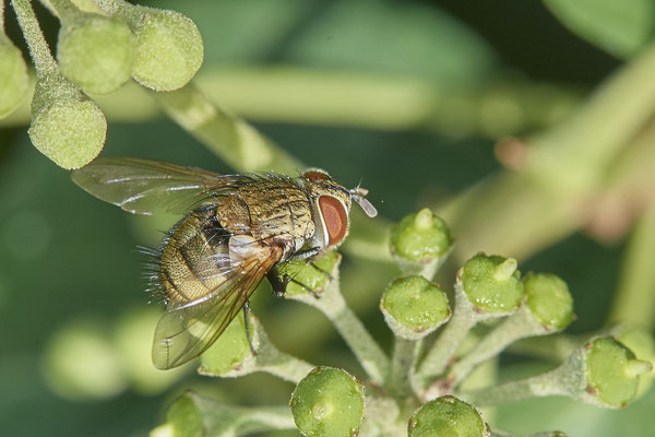 Nr. 5-2/09 - Fliege - Oberhausen-Schmachtendorf Hiesfelderstraße (24.09.2018)