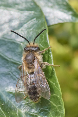 Nr.10/02 - Andrena scotica m - OB-Sterkrade Tilsiter Straße-5 (07.10.2018)