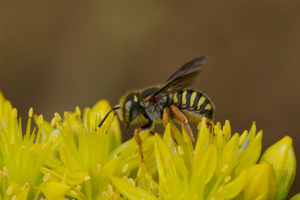 Anthidium onlongatum - Garten