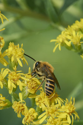 Colletes hederae / Efeu-Seidenbiene - Haltern, Weg an Kiesgrube, Waldrand - 51°42`21.66" 7°15`40.35" - (27.08.2020)