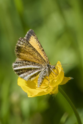 Schwarzgesäumter Besenginsterspanner