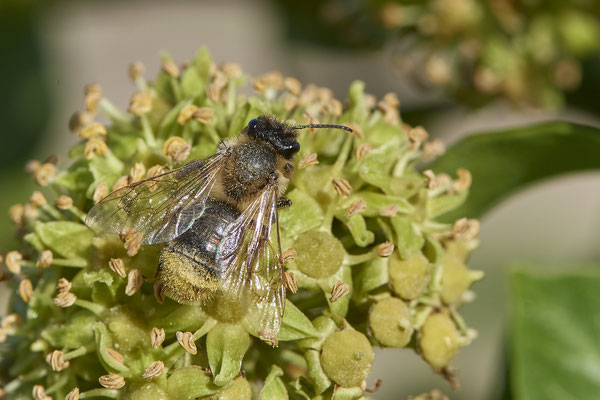 Nr.11-2/13 - Andrena scotica f - Stylopisierte (Schottische Erdbiene) - Mönchengladbach (08.10.2018)