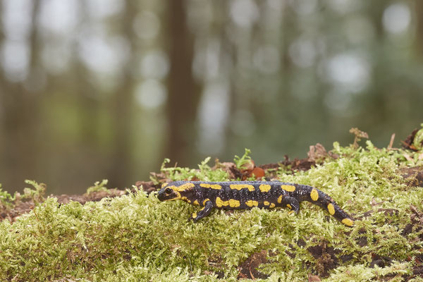 Feuersalamander