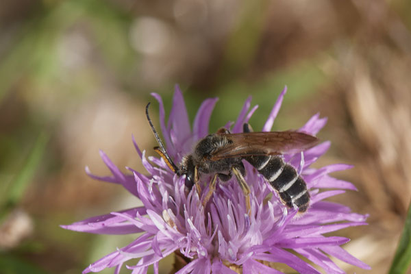 Halictus quadricinctus - Dinslaken Emschermündung - 51°33`52.87" 6°41`48.98" - (13.08.2020) - Rote Liste: Kategorie 3: Gefährdet
