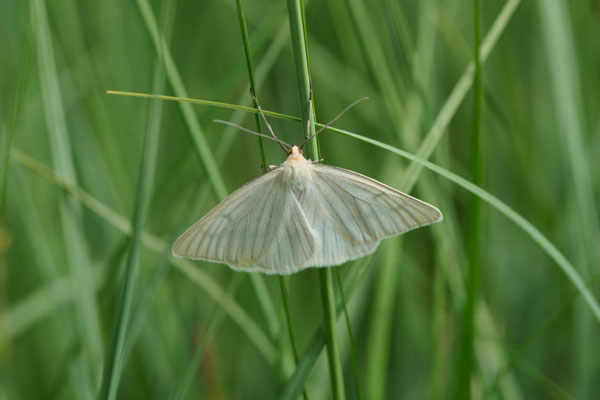 Hartheu-Spanner - (Urlaub im Allgäu / Bayern vom  08.06. bis 19.06.2025)